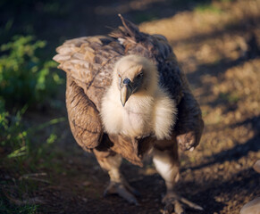 Vulture walking looking for food