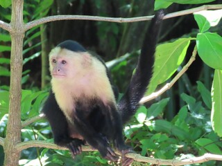 Closeup shot of Affe in Costa Rica