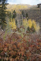 Red leaves on the bush with trees and hills in the blurred background during the fall season