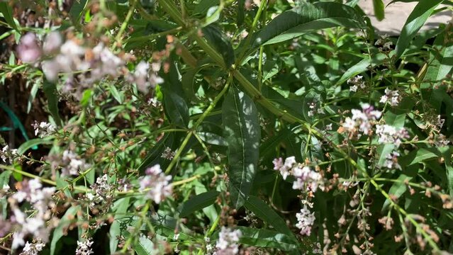 Video of the Cedron plant in a garden. Concept of plants.