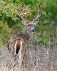 Naklejka na ściany i meble White-tailed Deer male
