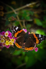 Butterfly in the Flowers