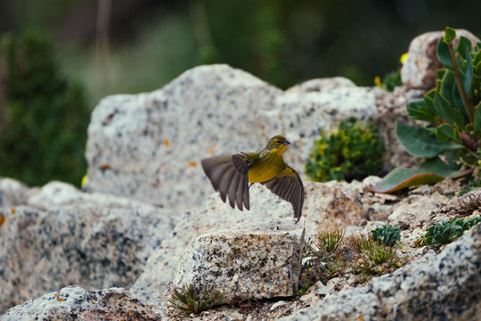 Chirihue o sicalis luteola posando sobre una roca. 
