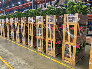 Racks of potted plants ready for shipping from distribution center.