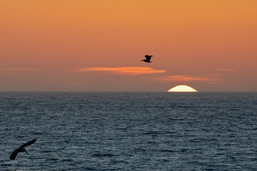 Pelicans flying into sunset sky on the Cambria California central coast United States