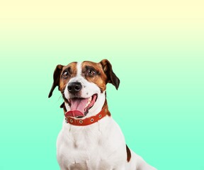 Beautiful and funny dog on color background.