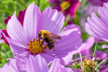 ピンクの花のコスモスの蜜を吸うミツバチ