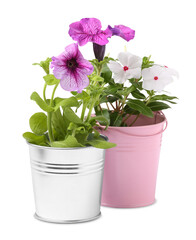 Naklejka na ściany i meble Beautiful flowers in different pots isolated on white