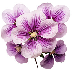 Clematis flower on transparent background