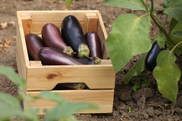 Fresh ripe eggplants in wooden crate outdoors