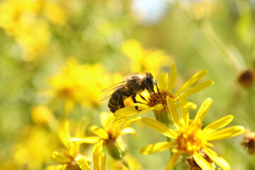 Honeybee collecting nectar from yellow flower outdoors, closeup