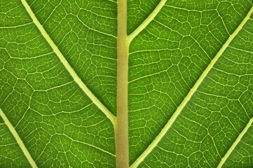 Texture of green leaf as background, macro photo