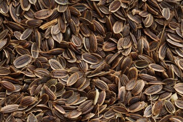 Many dry dill seeds as background, top view