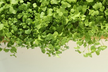 Fototapeta na wymiar Fresh daikon radish natural microgreen on beige background, closeup. Space for text