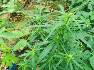 Cannabis or Marijuana plant in growth at home. Medical cannabis cultivation