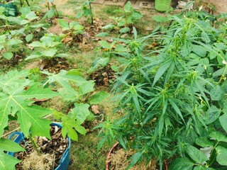 Cannabis plant in the garden. Cannabis Plantation in the garden.