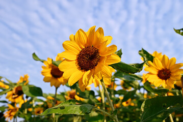 Sunflower blooming in the field with blue sky background