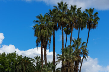 Palm tress, blue sky, and clouds shown in southern California.