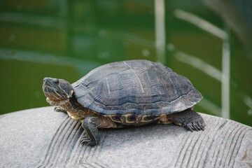 turtle resting on rock