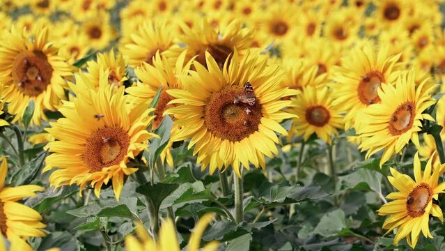 The butterfly and the bee landed on the sunflower
