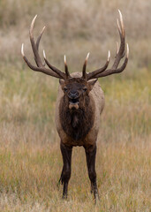 Bull elk during the rut in Jasper National Park, Canada