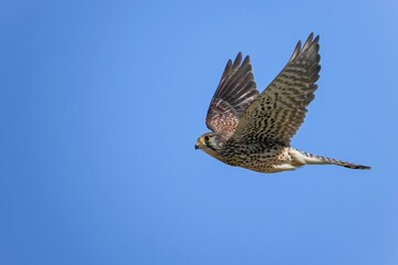 青空バックに颯爽と飛ぶチョウゲンボウ メス