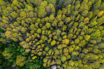 Beautiful aerial view of pine trees in the Tampa suburbs on a Premium residential in Florida USA -...