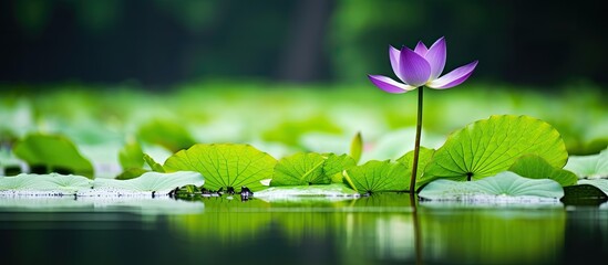 In the vibrant hues of summer amidst a pond adorned with lotus flowers a solitary violet leaf stood...