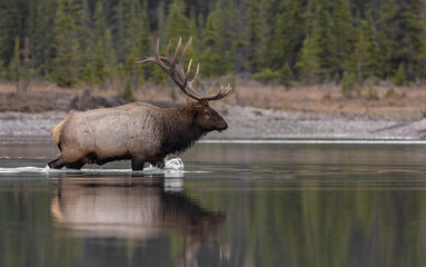 Bull elk during the rut in Jasper National Park, Canada