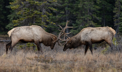 Naklejka na ściany i meble Bull elk during the rut in Jasper National Park, Canada