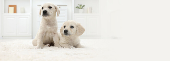 Cute little puppies on white carpet at home. Banner design with space for text - obrazy, fototapety, plakaty