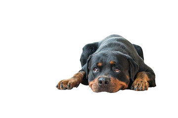 Dog rottweiler with head lying down on ground. Adorable and obedient. Isolated, transparent...