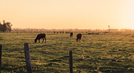 Cows grazing in a field during sunset