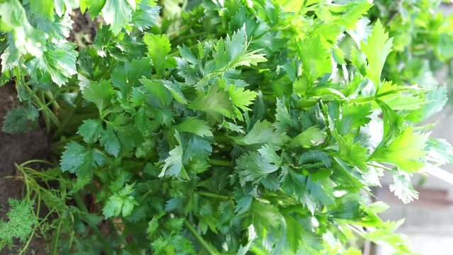celery in the garden vertical video