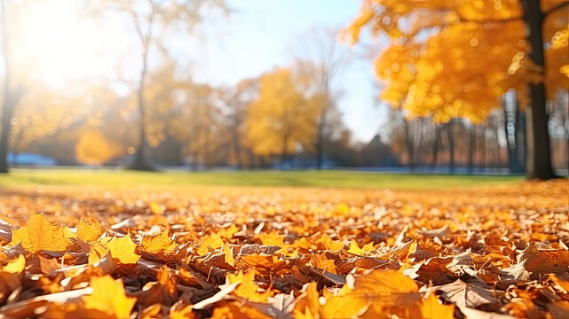 Autumn fallen leaves of a maple tree on the ground on the green grass against the background of the blurred park. Autum theme
