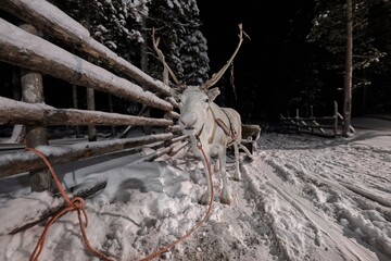 Reindeer sled ride in winter arctic forest