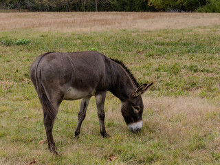 Close Up of a Donkey Grazing in Grassy Field Photographed in Profile