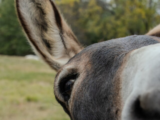 Extreme Close Up of the Right Side of a Donkey's Face