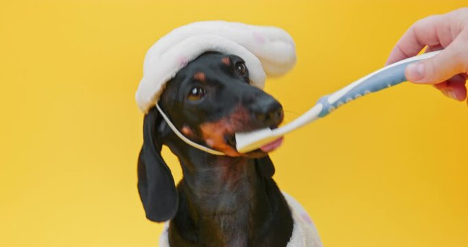cute dachshund puppy in a nightcap looks at his owner, who hands him a toothbrush, on a yellow background. Dog care, dental health.