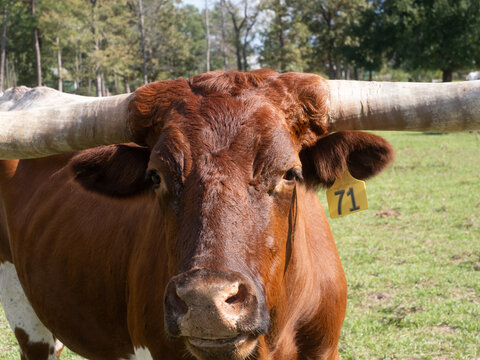 Close Up of the Face of a Texas Longhorn Cow Looking at the Camera
