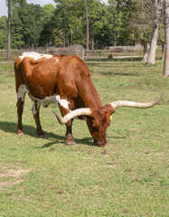 Sunlit Texas Longhorn Cow Grazing in Pasture
