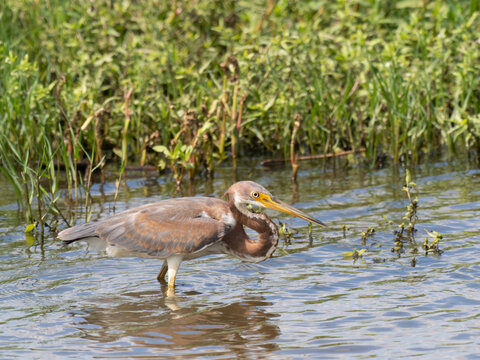 Tricolored Heron Hunting in Shallow Water in Texas