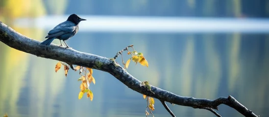 Foto op Canvas In the pristine wilderness of Canada a black bird with white feathers and a colorful beak perches on a tree branch its keen eye scanning the shimmering lake and river as water sparkles in th © TheWaterMeloonProjec