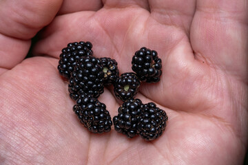 Blackberries