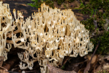 Coral mushroom