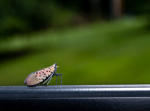 Spotted lantern fly