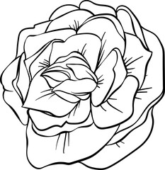 flower line art