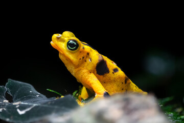 Darkness abounds around the bright and vibrant Yellow Banded Poison Dart Frog (Dendrobates...
