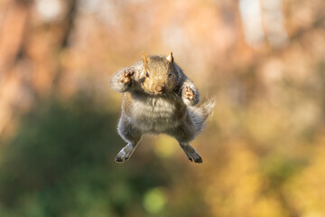 Superman Pose Gray Squirrel (Sciurus carolinensis). Small North American rodent species leaps  and...