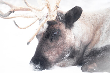 Called by many names - Caribou, Reindeer (Rangifer tarandus). Large deer species rests and beds...